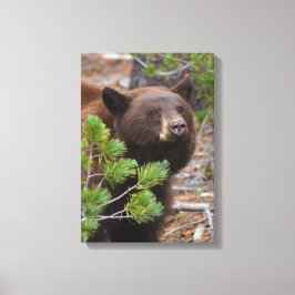 Zwart Beer met Blond Kleur Canvas Afdruk