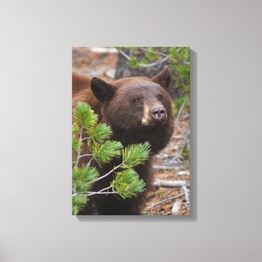 Zwart Beer met Blond Kleur Canvas Afdruk (Voorkant)