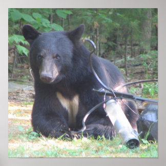 Zwart Beer met wit Tattoo Poster