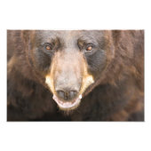 Zwart Beer, Michigan Foto Afdruk (Voorkant)