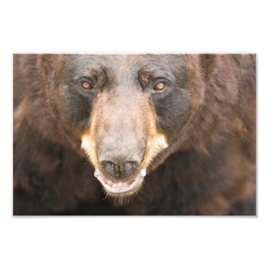 Zwart Beer, Michigan Foto Afdruk (Voorkant)