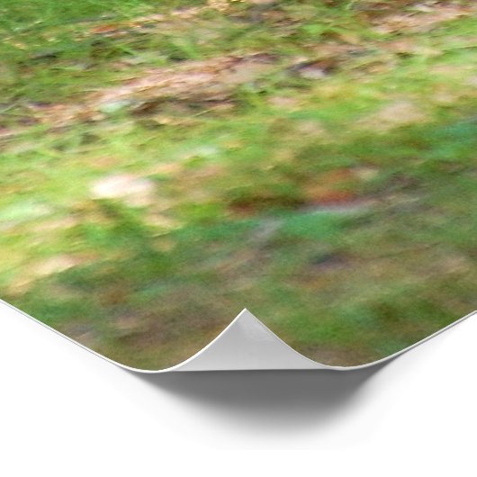 Zwart Beer nabij Campground Poster (Hoek)