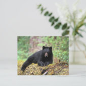 Zwart beer op een oud groeilogboek briefkaart (Staand voorkant)
