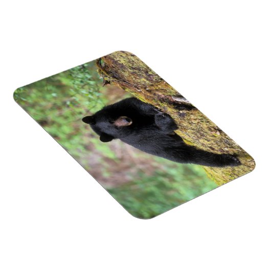 Zwart beer op een oud groeilogboek magneet (Rechterzijde)