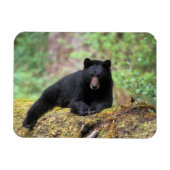 Zwart beer op een oud groeilogboek magneet (Horizontaal)