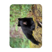 Zwart beer op een oud groeilogboek magneet (Verticaal)