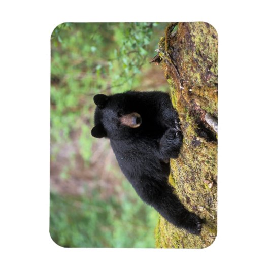 Zwart beer op een oud groeilogboek magneet (Verticaal)
