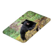 Zwart beer op een oud groeilogboek magneet (Linkerzijde)