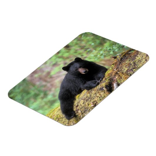 Zwart beer op een oud groeilogboek magneet (Linkerzijde)