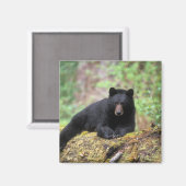 Zwart beer op een oud groeilogboek magneet (Voorkant / Achterkant)