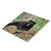 Zwart beer op een oud groeilogboek tegeltje (Zijkant)