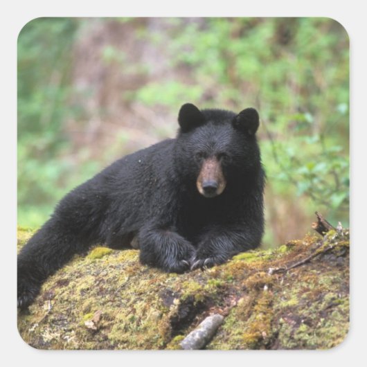 Zwart beer op een oud groeilogboek vierkante sticker (Voorkant)