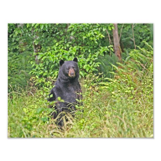 Zwart Beer opstaan Foto Afdruk (Voorkant)