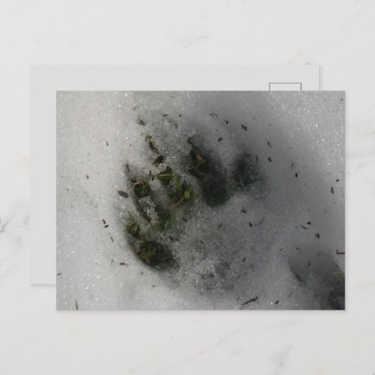 Zwart Beer Pauw afdrukken in sneeuwwinter Briefkaart (Voorkant / Achterkant)