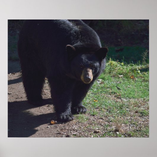 Zwart Beer Poster (Voorkant)