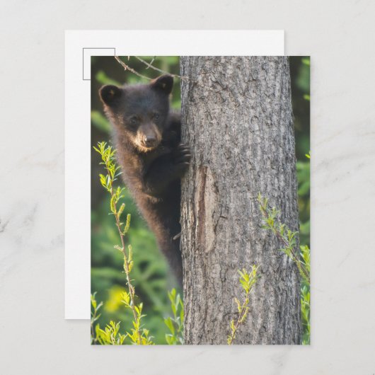 Zwart Beer snijden in Springtime Briefkaart (Voorkant / Achterkant)
