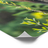 Zwart Beer snijden in Springtime Poster (Hoek)