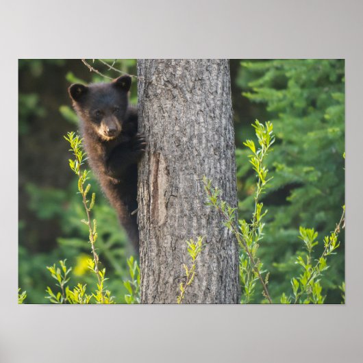 Zwart Beer snijden in Springtime Poster (Voorkant)
