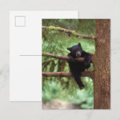 zwart beer, Ursus americanus, kubusje in een boom Briefkaart (Voorkant / Achterkant)
