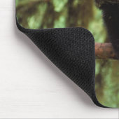 zwart beer, Ursus americanus, kubusje in een boom Muismat (Hoek)