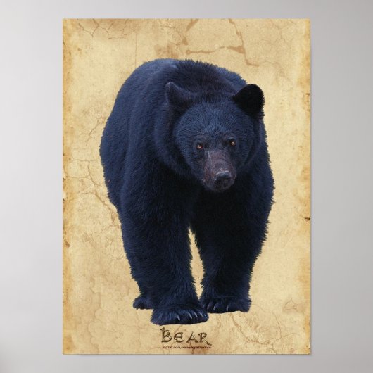 Zwart Beer Wildlife Art Poster w Faux-Parchment BG (Voorkant)