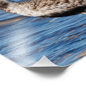 Zwart-Bellied klap op de kust Foto Afdruk (Hoek)