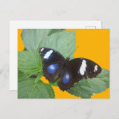 Zwart, blauw, wit gebotteerd Butterfly DIY-Briefka Briefkaart (Voorkant / Achterkant)