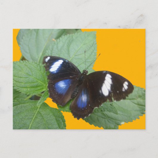 Zwart, blauw, wit gebotteerd Butterfly DIY-Briefka Briefkaart (Voorkant)