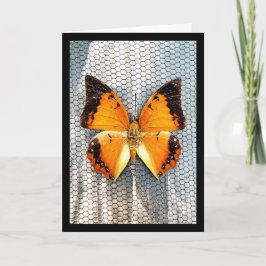 Zwart-Bordered Charaxes Butterfly Wenskaart V5 Kaart