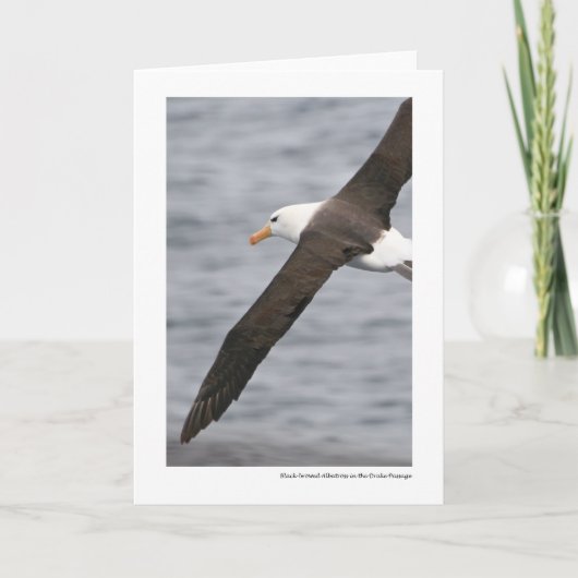 Zwart-browed Albatros in de Passage van de Kaart (Voorkant)