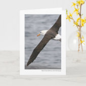 Zwart-browed Albatros in de Passage van de Kaart (Gele Bloem)