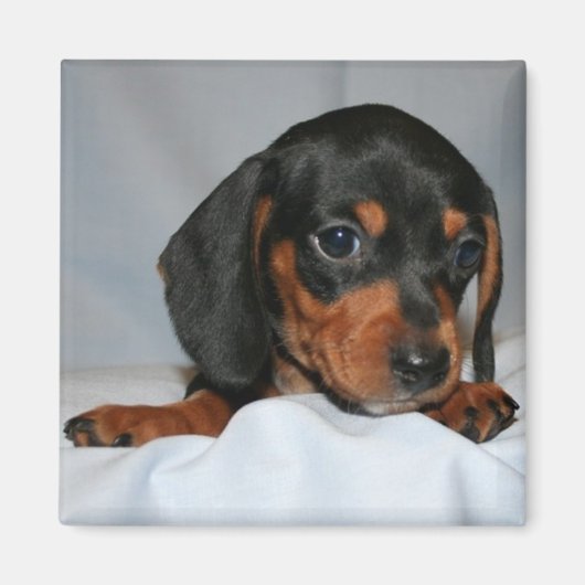 Zwart/Bruin Dachshund Pup Magneet (Voorkant)