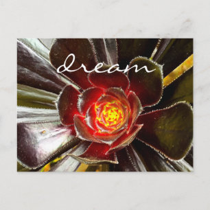 Zwart Cactus Succulent Photo Dream Script Vet Briefkaart