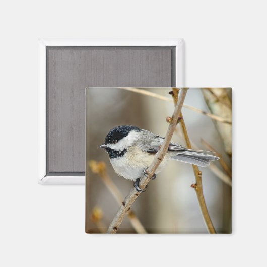 Zwart Capped Chickadee Square Magnet (Voorkant / Achterkant)