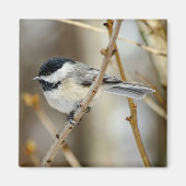 Zwart Capped Chickadee Square Magnet (Voorkant)