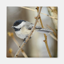Zwart Capped Chickadee Square Magnet