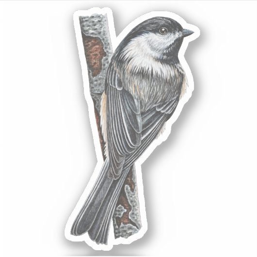 Zwart-capped Chickadee Sticker (Voorkant)