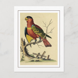 zwart-capped Lory Parrot Vogelvogel Natuur Briefkaart