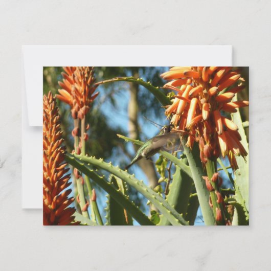 Zwart-Chinese Hummingbird in vlucht (Voorkant)