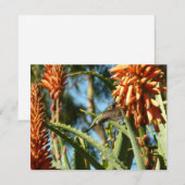 Zwart-Chinese Hummingbird in vlucht (Voorkant / Achterkant)