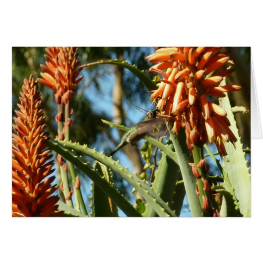 Zwart-Chinese Hummingbird in vlucht (Voorkant Horizontaal)