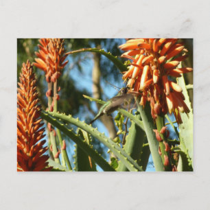 Zwart-Chinese Hummingbird in vlucht Briefkaart