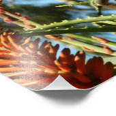 Zwart-Chinese Hummingbird in vlucht Foto Afdruk (Hoek)