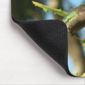 Zwart-Chinese Hummingbird in vlucht Muismat (Hoek)