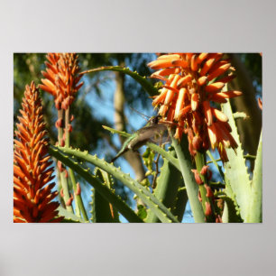 Zwart-Chinese Hummingbird in vlucht Poster