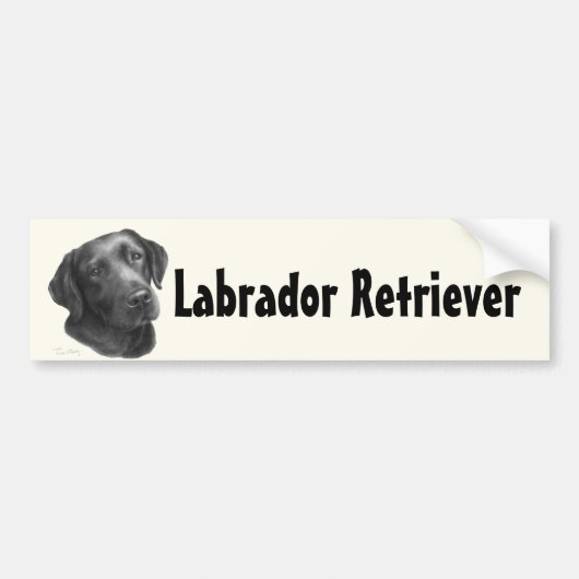 Zwart-chocolade labrador Retriever Bumpersticker (Voorkant)