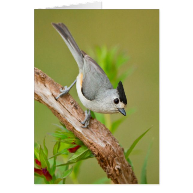 Zwart-Crested Titmouse (Voorkant)