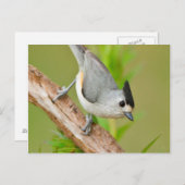 Zwart-Crested Titmouse Briefkaart (Voorkant / Achterkant)