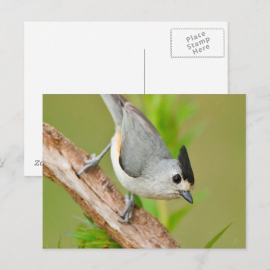 Zwart-Crested Titmouse Briefkaart (Voorkant / Achterkant)