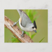 Zwart-Crested Titmouse Briefkaart (Voorkant)